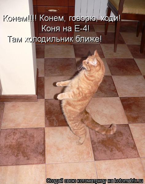Котоматрица: Конем!!!! Конем, говорю, ходи! Коня на Е-4!  Там холодильник ближе!