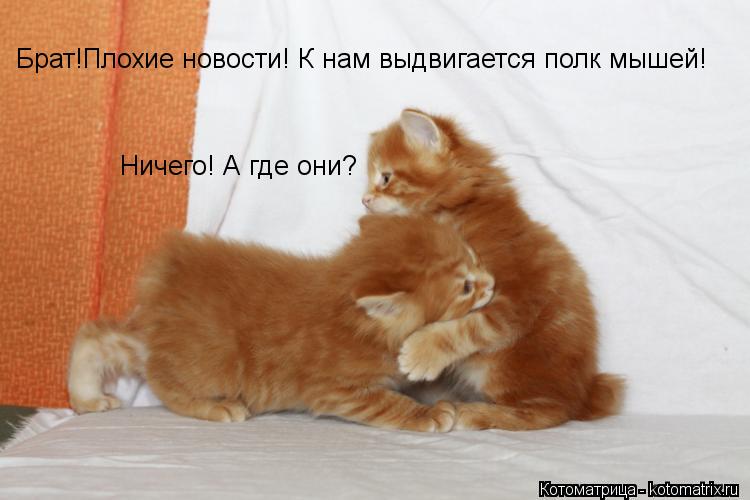 Брат!Плохие новости! К нам выдвигается полк мышей! Ничего! А где они?... Котоматрица: Брат!Плохие новости! К нам выдвигается полк мышей! Ничего! А где они?