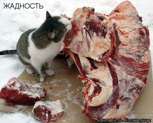 ЖАДНОСТЬ... Котоматрица: ЖАДНОСТЬ