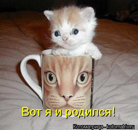 Котоматрица: Вот я и родился!