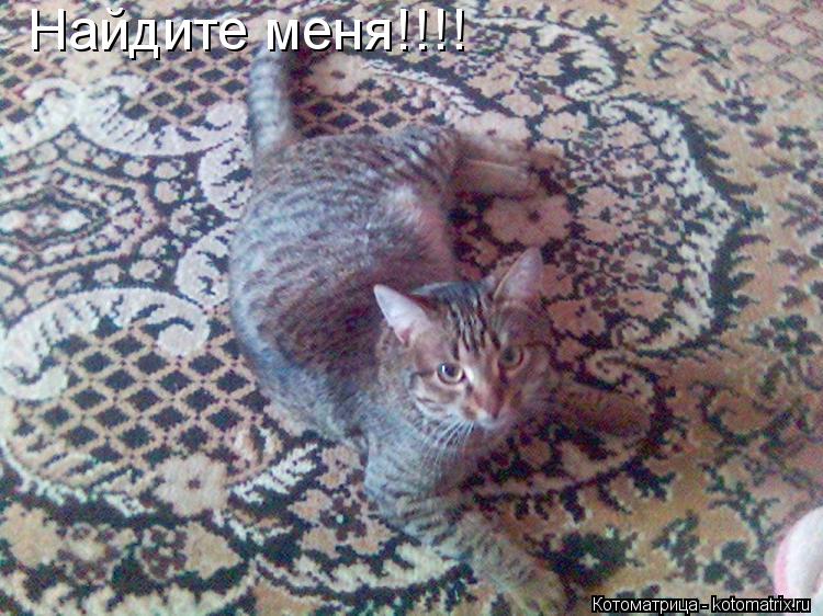 Котоматрица: Найдите меня!!!!