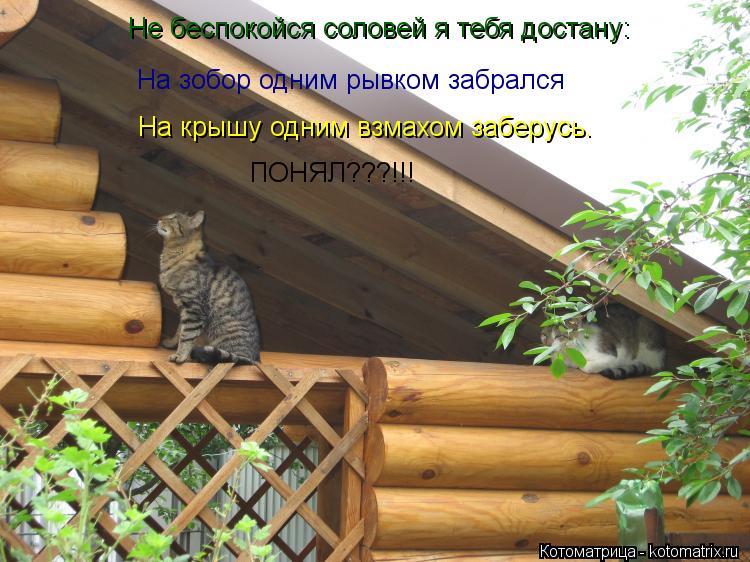 Не беспокойся соловей я тебя достану: На зобор одним рывком забрался На крышу одним взмахом заберусь.... Котоматрица: Не беспокойся соловей я тебя достану: На зобор одним рывком забрался На крышу одним взмахом заберусь. ПОНЯЛ???!!!