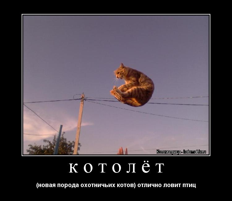Котоматрица: котолёт (новая порода охотничьих котов) отлично ловит птиц
