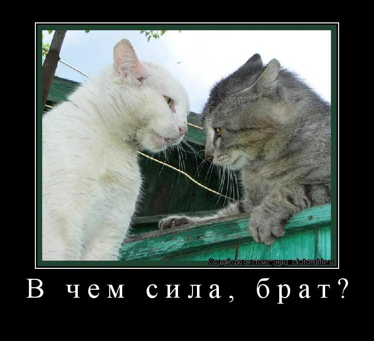 Котоматрица: В чем сила, брат? 