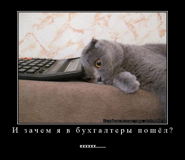 Котоматрица: И зачем я в бухгалтеры пошёл? еххххх........