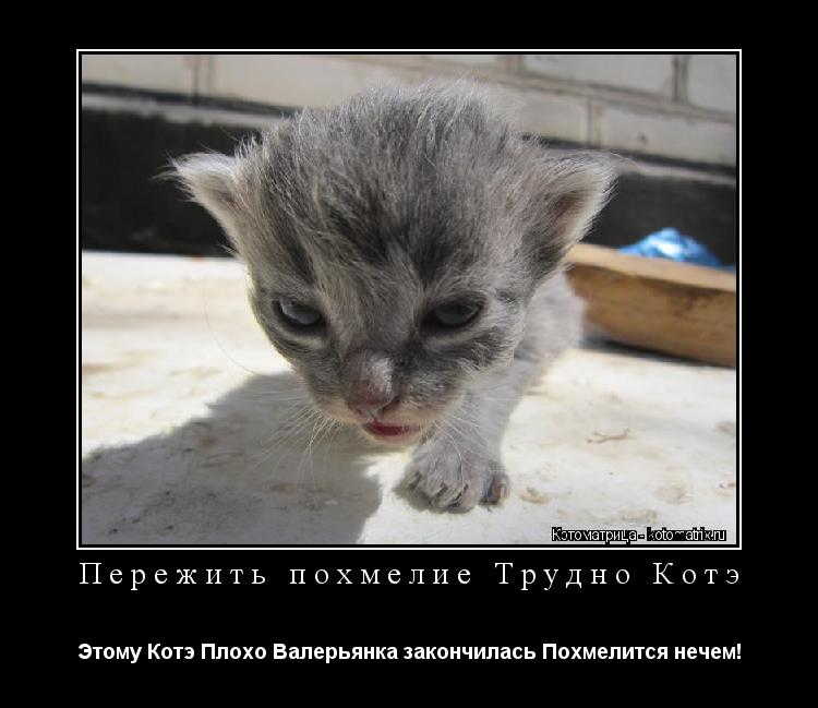 Котоматрица: Пережить похмелие Трудно Котэ Этому Котэ Плохо Валерьянка закончилась Похмелится нечем!