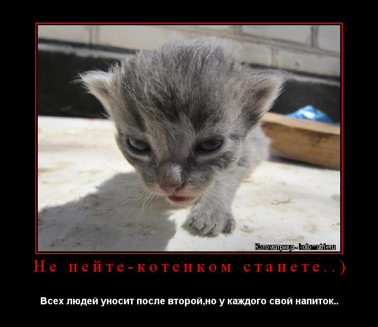 Котоматрица: Не пейте-котенком станете..) Всех людей уносит после второй,но у каждого свой напиток..
