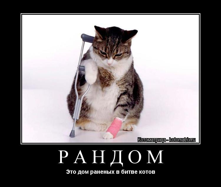 Котоматрица: РАНДОМ Это дом раненых в битве котов