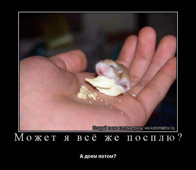 Котоматрица: Может я всё же посплю? А доем потом?