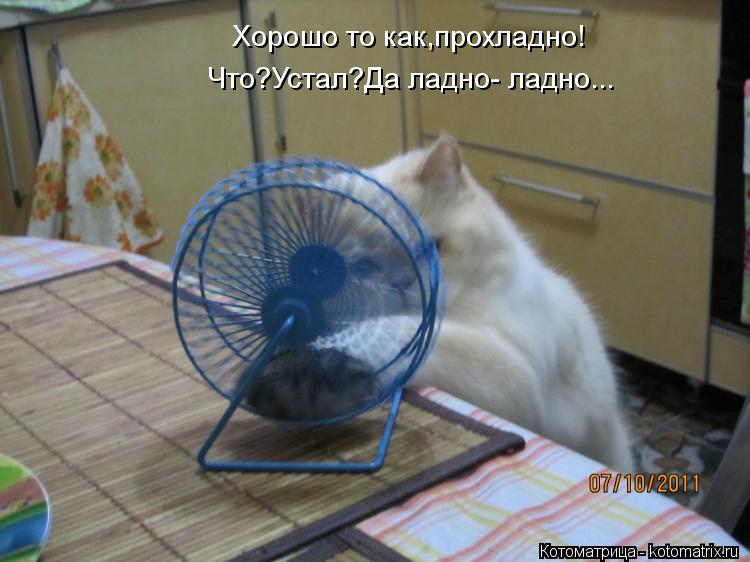 Котоматрица: Хорошо то как,прохладно! Что?Устал?Да ладно- ладно...