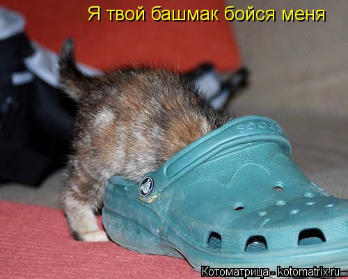 Котоматрица: Я твой башмак бойся меня
