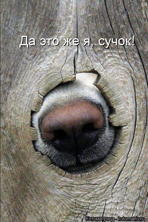 Котоматрица: Да это же я, сучок!