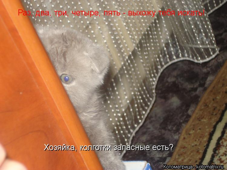 Котоматрица: Раз, два, три, четыре, пять - выхожу тебя искать! Хозяйка - колготки запасные есть? Раз, два, три, четыре, пять - выхожу тебя искать!  Хозяйка, кол
