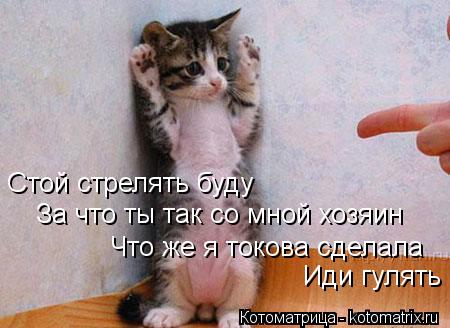 Котоматрица: Стой стрелять буду За что ты так со мной хозяин Что же я токова сделала  Иди гулять