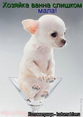 Котоматрица: Хозяйка ванна слишком  мала!