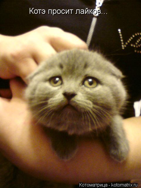 Котоматрица: Котэ просит лайков...
