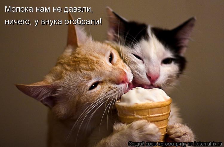 Котоматрица: Молока нам не давали, ничего, у внука отобрали!