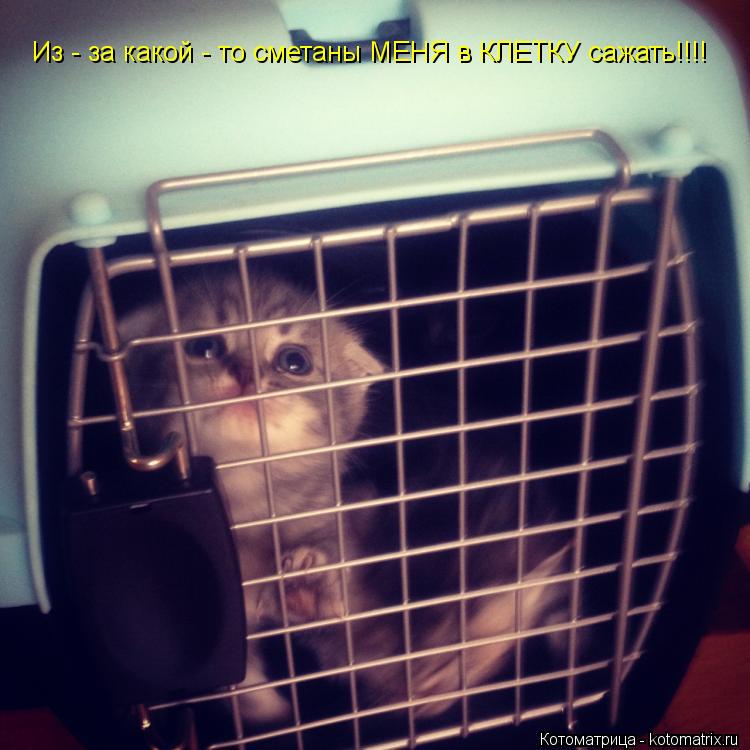 Котоматрица: Из - за какой - то сметаны МЕНЯ в КЛЕТКУ сажать!!!!