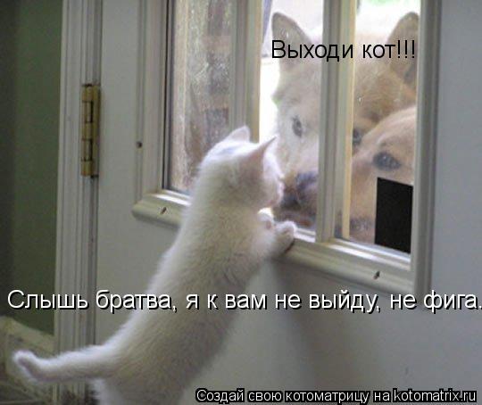 Котоматрица: Слышь братва, я к вам не выйду, не фига. Выходи кот!!!