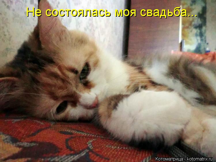 Котоматрица: Не состоялась моя свадьба...