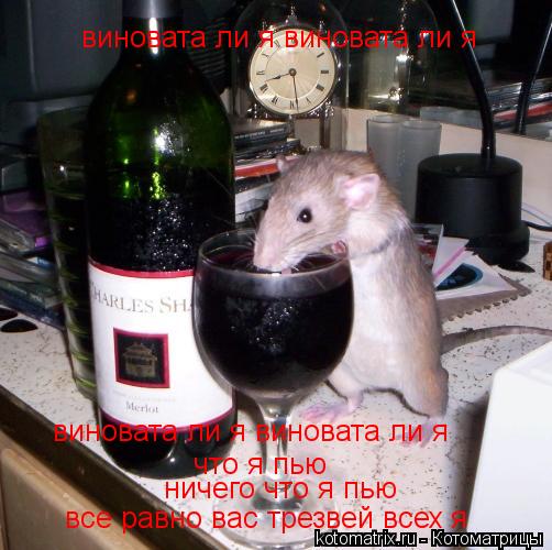 Котоматрица: виновата ли я виновата ли я  виновата ли я виновата ли я  что я пью ничего что я пью все равно вас трезвей всех я