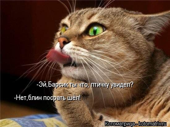 Котоматрица: -Эй,Барсик ты что, птичку увидел? -Нет,блин посрать шёл!