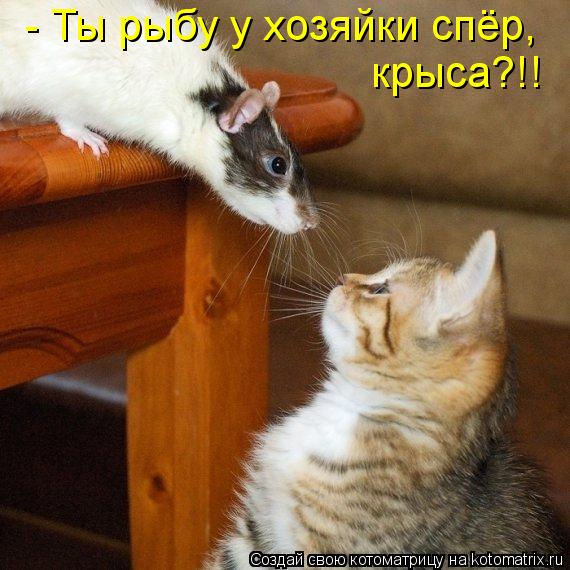 - Ты рыбу у хозяйки спёр, крыса?!!... Котоматрица: - Ты рыбу у хозяйки спёр, крыса?!!