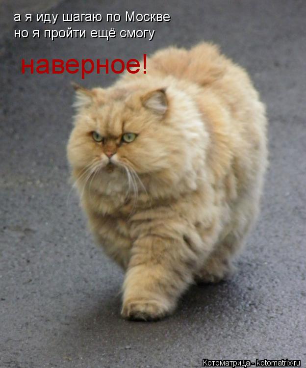 Котоматрица: а я иду шагаю по Москве  но я пройти ещё смогу  наверное!