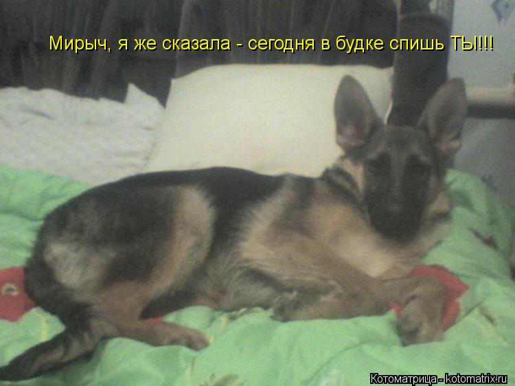 Мирыч, я же сказала - сегодня в будке спишь ТЫ!!!... Котоматрица: Мирыч, я же сказала - сегодня в будке спишь ТЫ!!!