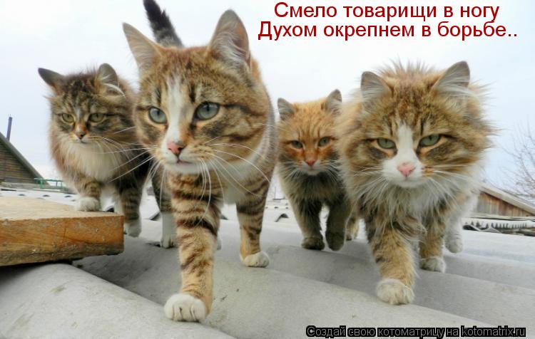 http://kotomatrix.ru/images/lolz/2012/08/20/kotomatritsa_6Dr.jpg