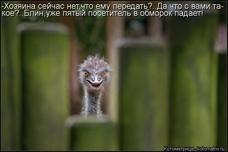 -Хозяина сейчас нет,что ему передать?..Да что с вами та- кое?..Блин,уже пятый посетитель в обморок па... Котоматрица: -Хозяина сейчас нет,что ему передать?..Да что с вами та- кое?..Блин,уже пятый посетитель в обморок падает!