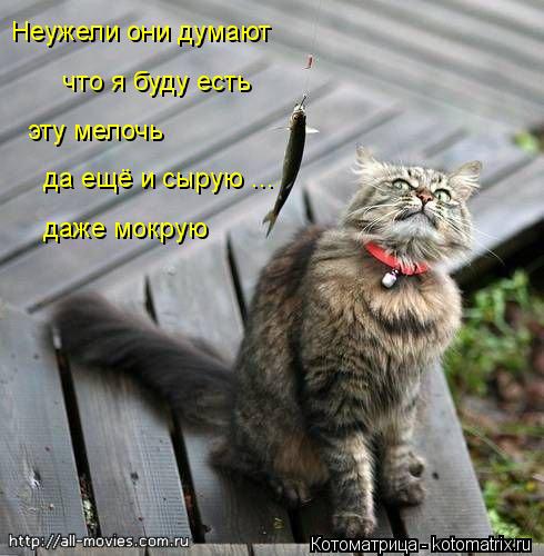 Котоматрица: Неужели они думают что я буду есть эту мелочь даже мокрую  да ещё и сырую ...