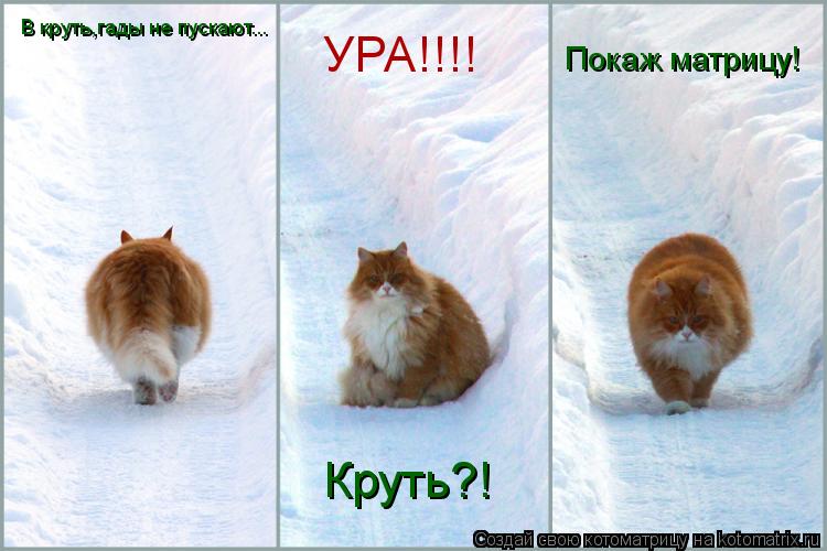 Котоматрица: В круть,гады не пускают... Круть?! УРА!!!! Покаж матрицу!