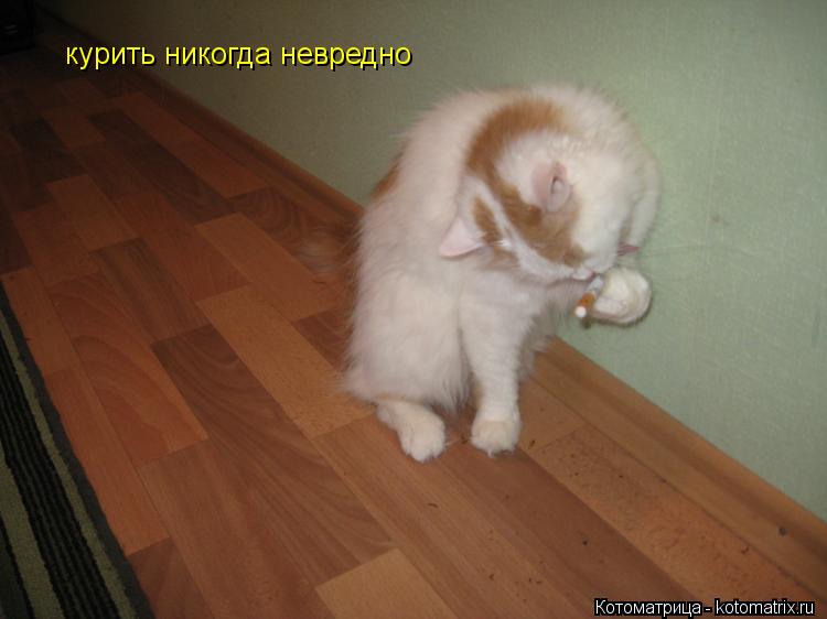 Котоматрица: курить никогда невредно
