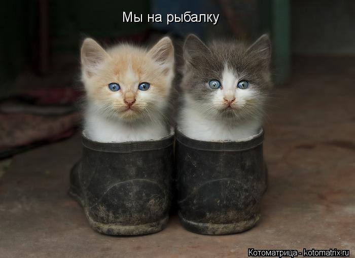 Котоматрица: Мы на рыбалку