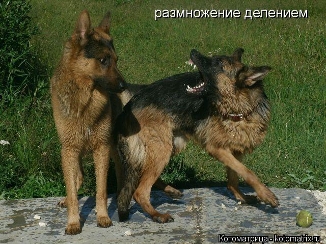 размножение делением... Котоматрица: размножение делением