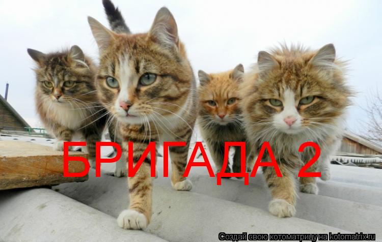 Котоматрица: СКОРО В КИНОТЕАТРАХ БРИГАДА 2