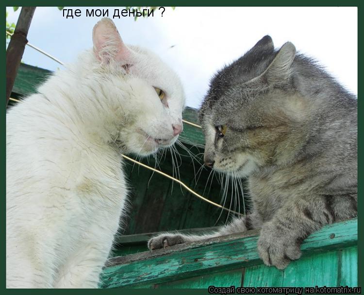 Котоматрица: где мои деньги ?