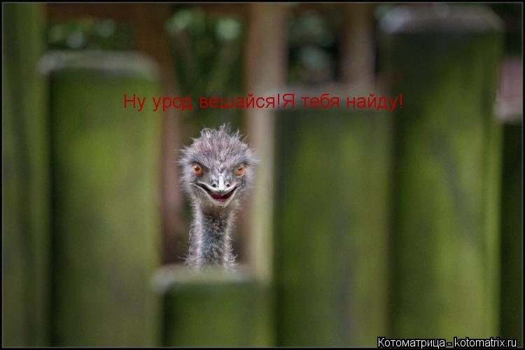 Ну урод вешайся!Я тебя найду!... Котоматрица: Ну урод вешайся!Я тебя найду!