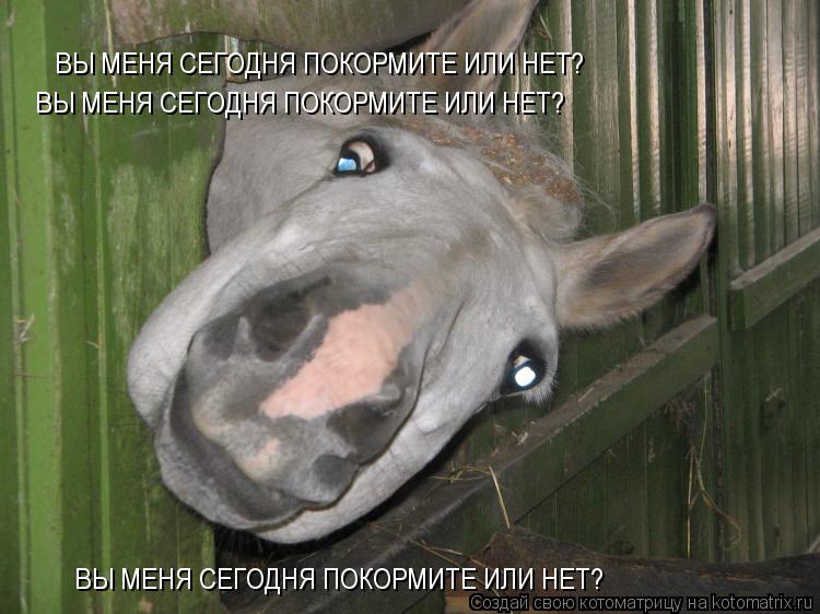 Котоматрица: ВЫ МЕНЯ СЕГОДНЯ ПОКОРМИТЕ ИЛИ НЕТ? ВЫ МЕНЯ СЕГОДНЯ ПОКОРМИТЕ ИЛИ НЕТ? ВЫ МЕНЯ СЕГОДНЯ ПОКОРМИТЕ ИЛИ НЕТ?