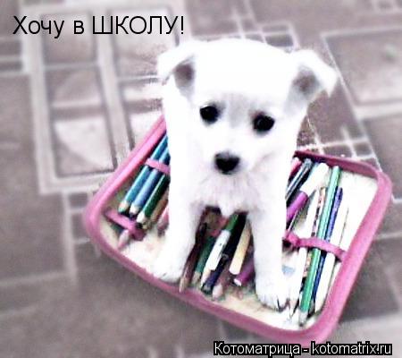 Котоматрица: Хочу в ШКОЛУ!