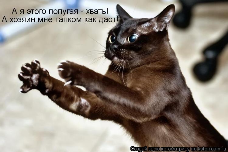 Котоматрица: А я этого попугая - хвать! А хозяин как даст тапком! А я этого попугая - хвать! А хозяин мне тапком как даст!