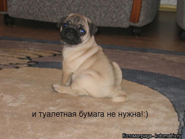 Котоматрица: и туалетная бумага не нужна!:)