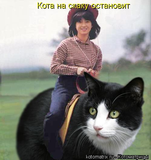 Кота на скаку остановит... Котоматрица: Кота на скаку остановит