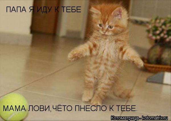Котоматрица: ПАПА Я ИДУ К ТЕБЕ  МАМА ЛОВИ,ЧЁТО ПНЕСЛО К ТЕБЕ.