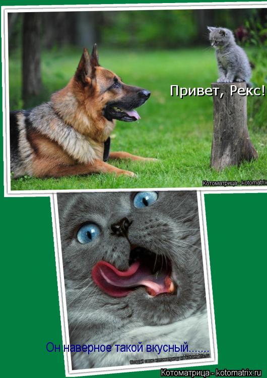 Он наверное такой вкусный....... Привет, Рекс!... Котоматрица: Он наверное такой вкусный....... Привет, Рекс!