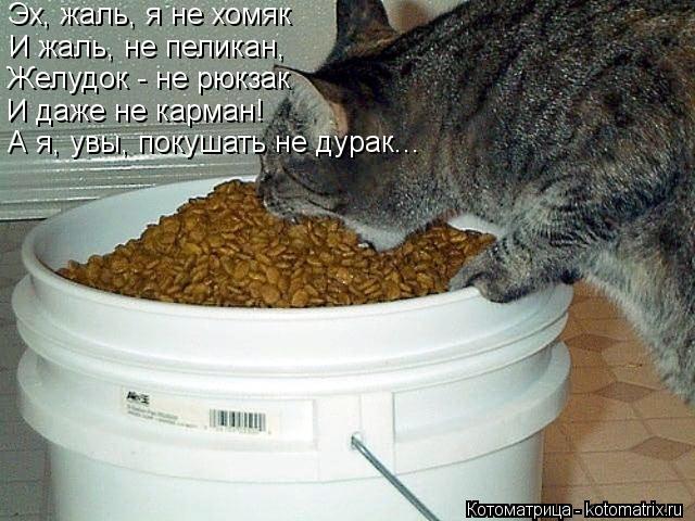 Эх, жаль, я не хомяк И жаль, не пеликан, Желудок - не рюкзак И даже не карман! А я, увы, покушать не... Котоматрица: Эх, жаль, я не хомяк И жаль, не пеликан, Желудок - не рюкзак И даже не карман! А я, увы, покушать не дурак...