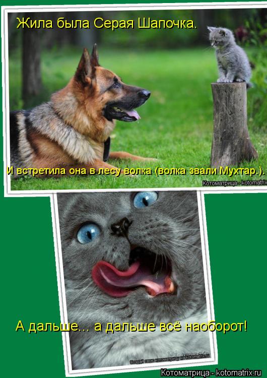 Котоматрица: Жила была Серая Шапочка. И встретила она в лесу волка (волка звали Мухтар.). А дальше... а дальше всё наоборот!