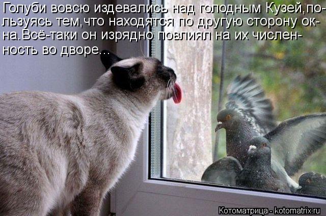Голуби вовсю издевались над голодным Кузей,по- льзуясь тем,что находятся по другую сторону ок- на.Всё... Котоматрица: Голуби вовсю издевались над голодным Кузей,по- льзуясь тем,что находятся по другую сторону ок- на.Всё-таки он изрядно повлиял на их числен- н