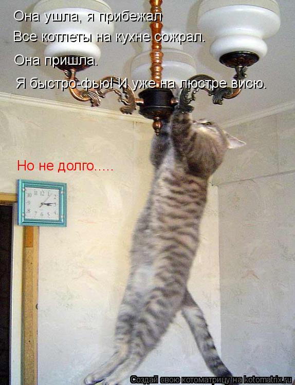 Котоматрица: Она ушла, я прибежал Все котлеты на кухне сожрал. Она пришла. Я быстро-фью! И уже на люстре висю. Но не долго.....